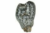 Fossil Desmostylus Tooth (Hippo-Like Animal) - California #241163-2